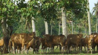 Kegiatan Bimbingan Teknis Recording Pembibitan Sapi Potong